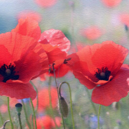 ANPI Sezione 340 Martiri - Sesto San Giovanni